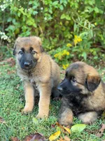 Sable short haired , a female German Shepherd Dog for sale in Athens, GA – 6 of 7