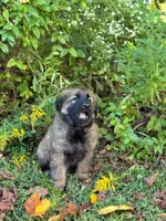 Sable long haired , a male German Shepherd Dog for sale in Athens, GA – 8 of 10