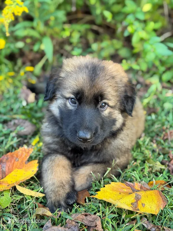Sable long haired  – German Shepherd Dog puppy for sale in Athens, GA