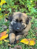 Sable long haired , a male German Shepherd Dog for sale in Athens, GA – 1 of 10