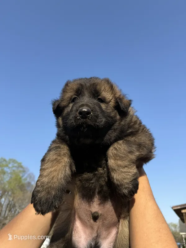 AKC GSD Spring puppy #1 , a male German Shepherd Dog for sale in Athens, GA – Photo 1 of 6