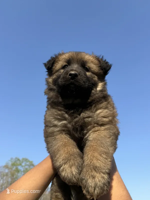 AKC GSD Spring puppy #1  – German Shepherd Dog puppy for sale in Athens, GA