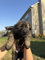AKC GSD Spring puppy #1 , a male German Shepherd Dog for sale in Athens, GA – Photo 6 of 6