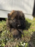 AKC GSD Spring puppy #1 , a male German Shepherd Dog for sale in Athens, GA – Photo 5 of 6