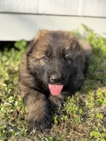 AKC GSD Spring puppy #1 , a male German Shepherd Dog for sale in Athens, GA – Photo 2 of 6