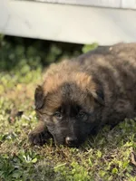 AKC GSD Spring puppy #1 , a male German Shepherd Dog for sale in Athens, GA – Photo 4 of 6