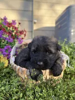 AKC GSD Spring puppy #1 , a male German Shepherd Dog for sale in Athens, GA – Photo 1 of 3