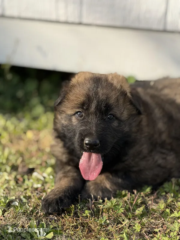 AKC GSD Spring puppy #1  – German Shepherd Dog puppy for sale in Athens, GA