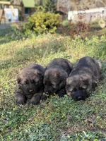 AKC GSD Spring puppy #1 , a male German Shepherd Dog for sale in Athens, GA – Photo 3 of 3