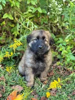 Sable long haired , a male German Shepherd Dog for sale in Athens, GA – 5 of 10