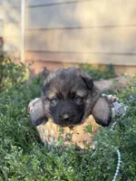 AKC GSD Spring puppy #2 , a female German Shepherd Dog for sale in Athens, GA – Photo 2 of 5