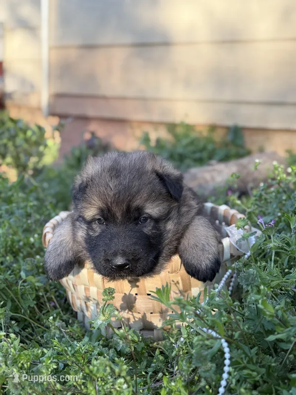AKC GSD Spring puppy #2  – German Shepherd Dog puppy for sale in Athens, GA