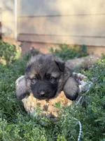 AKC GSD Spring puppy #2 , a female German Shepherd Dog for sale in Athens, GA – Photo 1 of 5