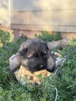 AKC GSD Spring puppy #2 , a female German Shepherd Dog for sale in Athens, GA – Photo 3 of 5