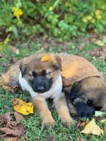 Sable short haired , a female German Shepherd Dog for sale in Athens, GA – 5 of 7