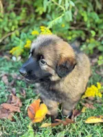 Sable long haired , a male German Shepherd Dog for sale in Athens, GA – 9 of 10