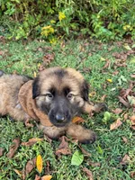 Sable long haired , a male German Shepherd Dog for sale in Athens, GA – 10 of 10
