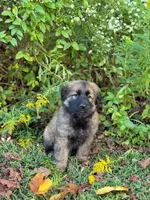 Sable long haired , a male German Shepherd Dog for sale in Athens, GA – 2 of 10