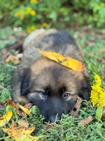 Sable long haired , a male German Shepherd Dog for sale in Athens, GA – 4 of 10