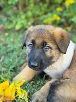 Sable short haired , a female German Shepherd Dog for sale in Athens, GA – 2 of 7