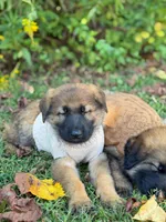 Sable short haired , a female German Shepherd Dog for sale in Athens, GA – 4 of 7