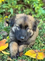 Sable long haired , a male German Shepherd Dog for sale in Athens, GA – 3 of 10