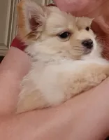 Male A, a male Chihuahua for sale in Spokane, WA – 6 of 10