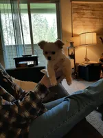 Male A, a male Chihuahua for sale in Spokane, WA – 5 of 10