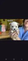 Male B, a male Chihuahua for sale in Spokane, WA – 5 of 8