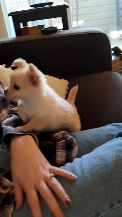 Male A, a male Chihuahua for sale in Spokane, WA – 10 of 10