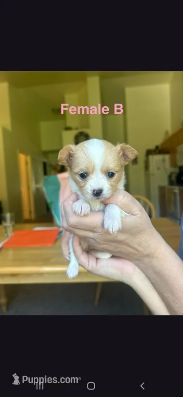 Female B – Chihuahua puppy for sale in Spokane, WA