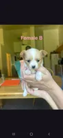 Female B, a female Chihuahua for sale in Spokane, WA – 1 of 6