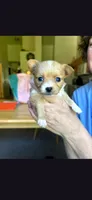 Female A, a female Chihuahua for sale in Spokane, WA – 4 of 7