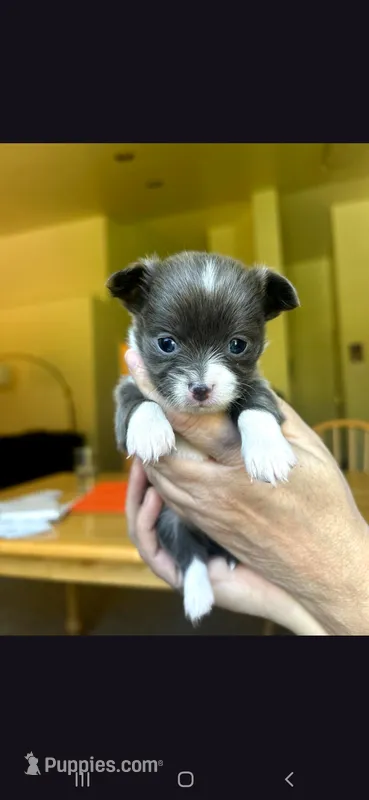 Female C – Chihuahua puppy for sale in Spokane, WA