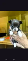 Female C, a female Chihuahua for sale in Spokane, WA – 1 of 9