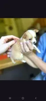 Female B, a female Chihuahua for sale in Spokane, WA – 3 of 6