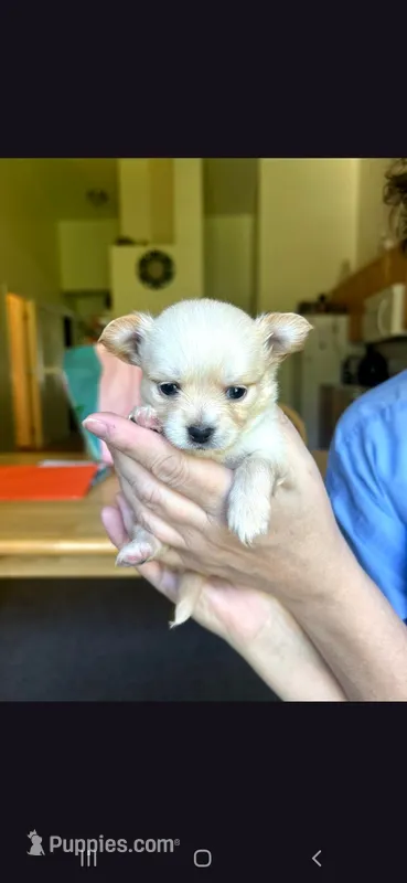 Male A – Chihuahua puppy for sale in Spokane, WA