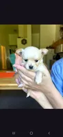 Male A, a male Chihuahua for sale in Spokane, WA – 2 of 7
