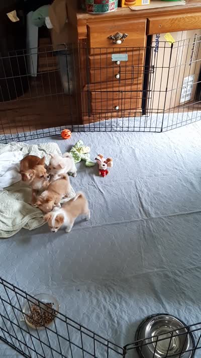 Male B, a male Chihuahua for sale in Spokane, WA – 8 of 8