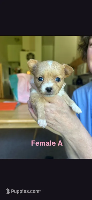 Female A – Chihuahua puppy for sale in Spokane, WA