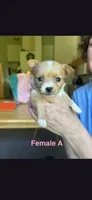 Female A, a female Chihuahua for sale in Spokane, WA – 1 of 7