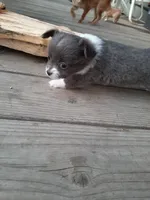 Female C, a female Chihuahua for sale in Spokane, WA – 5 of 10