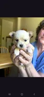 Male A, a male Chihuahua for sale in Spokane, WA – 4 of 7