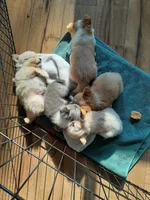 Female A, a female Chihuahua for sale in Spokane, WA – 4 of 8