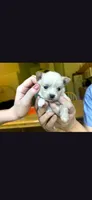 Male B, a male Chihuahua for sale in Spokane, WA – 1 of 8