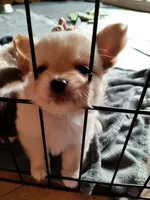 Male A, a male Chihuahua for sale in Spokane, WA – 2 of 10