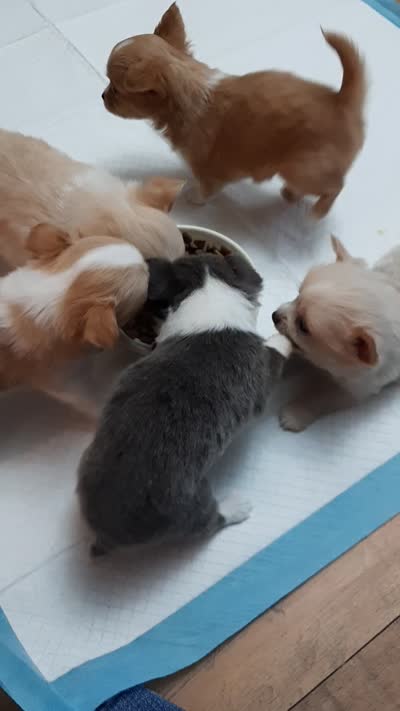 Female A, a female Chihuahua for sale in Spokane, WA – 7 of 7