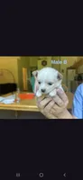 Male B, a male Chihuahua for sale in Spokane, WA – 3 of 8