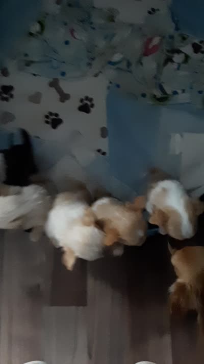 Male A, a male Chihuahua for sale in Spokane, WA – 6 of 7