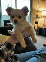 Male A, a male Chihuahua for sale in Spokane, WA – 7 of 10